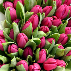 En Masse Tulips (medium)
