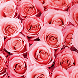 Half Dozen Pink Roses