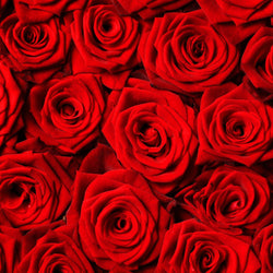 Single Stem Red Rose